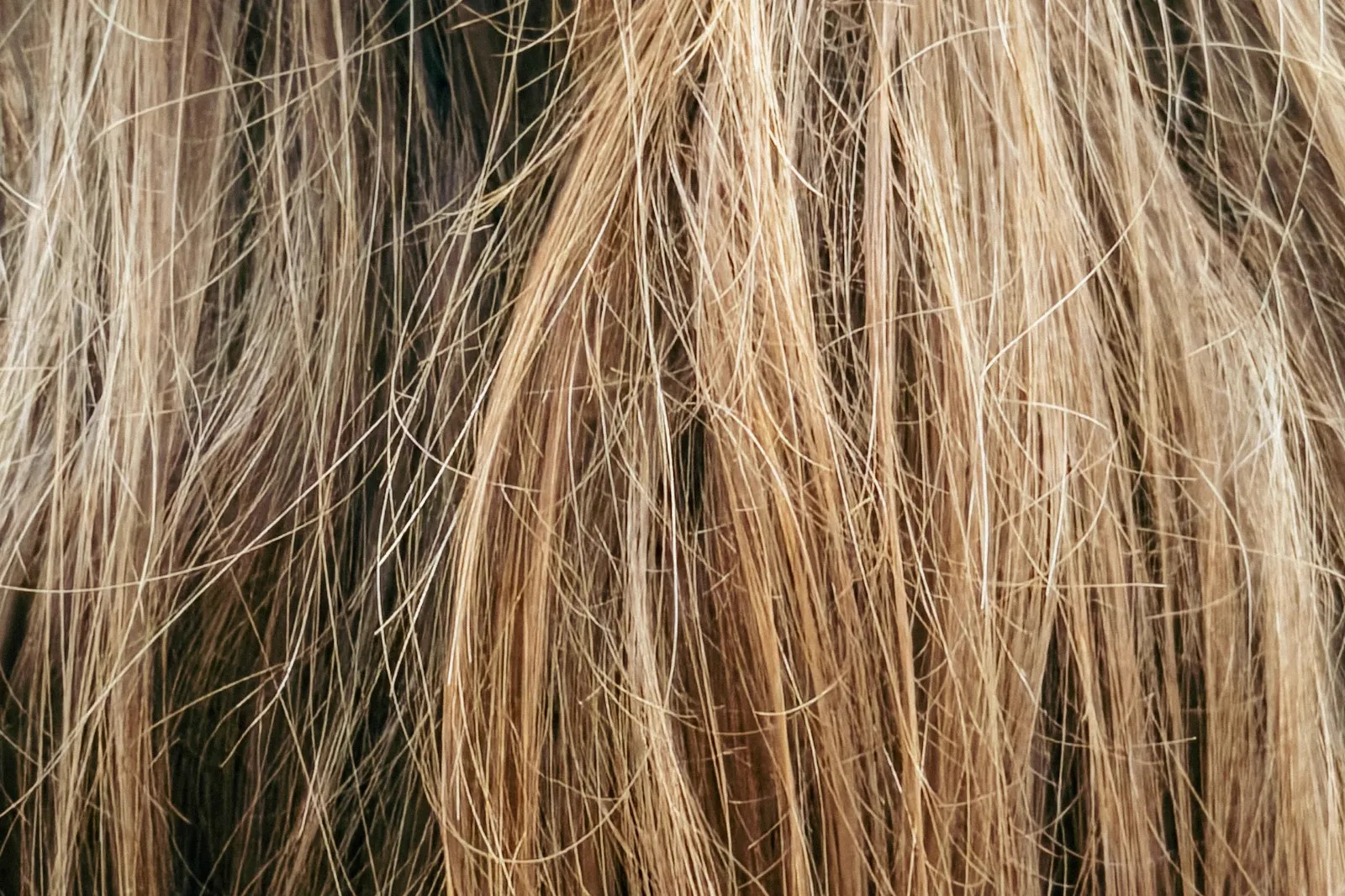 Close-up of dry, frayed blonde hair with short broken strands standing out along the length